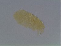 Echiniscus cavagnaroi image