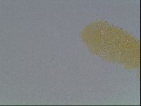 Echiniscus cavagnaroi image
