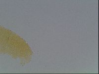 Echiniscus cavagnaroi image