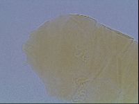 Echiniscus cavagnaroi image