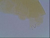 Echiniscus cavagnaroi image