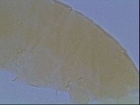 Echiniscus cavagnaroi image