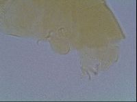 Echiniscus cavagnaroi image