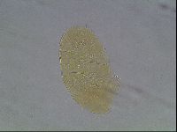 Echiniscus cavagnaroi image
