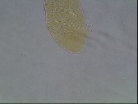 Echiniscus cavagnaroi image