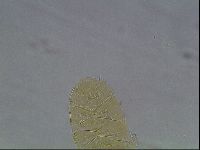 Echiniscus cavagnaroi image