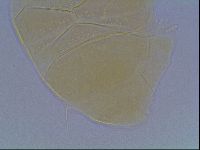Echiniscus cavagnaroi image