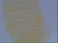 Echiniscus cavagnaroi image