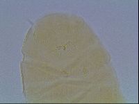 Echiniscus cavagnaroi image