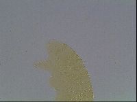 Echiniscus cavagnaroi image