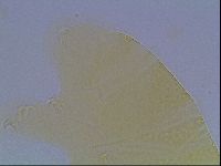 Echiniscus cavagnaroi image