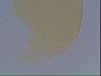 Echiniscus cavagnaroi image