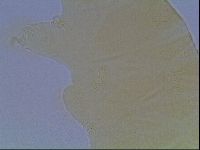 Echiniscus cavagnaroi image