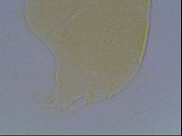 Echiniscus cavagnaroi image