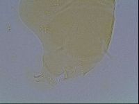Echiniscus cavagnaroi image