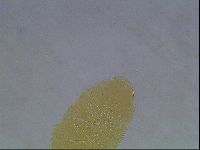 Echiniscus cavagnaroi image