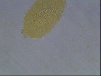 Echiniscus cavagnaroi image