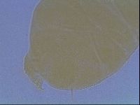 Echiniscus cavagnaroi image