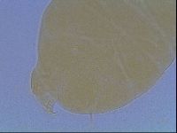 Echiniscus cavagnaroi image