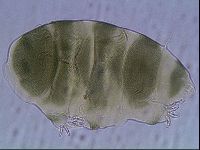 Echiniscus viridis image