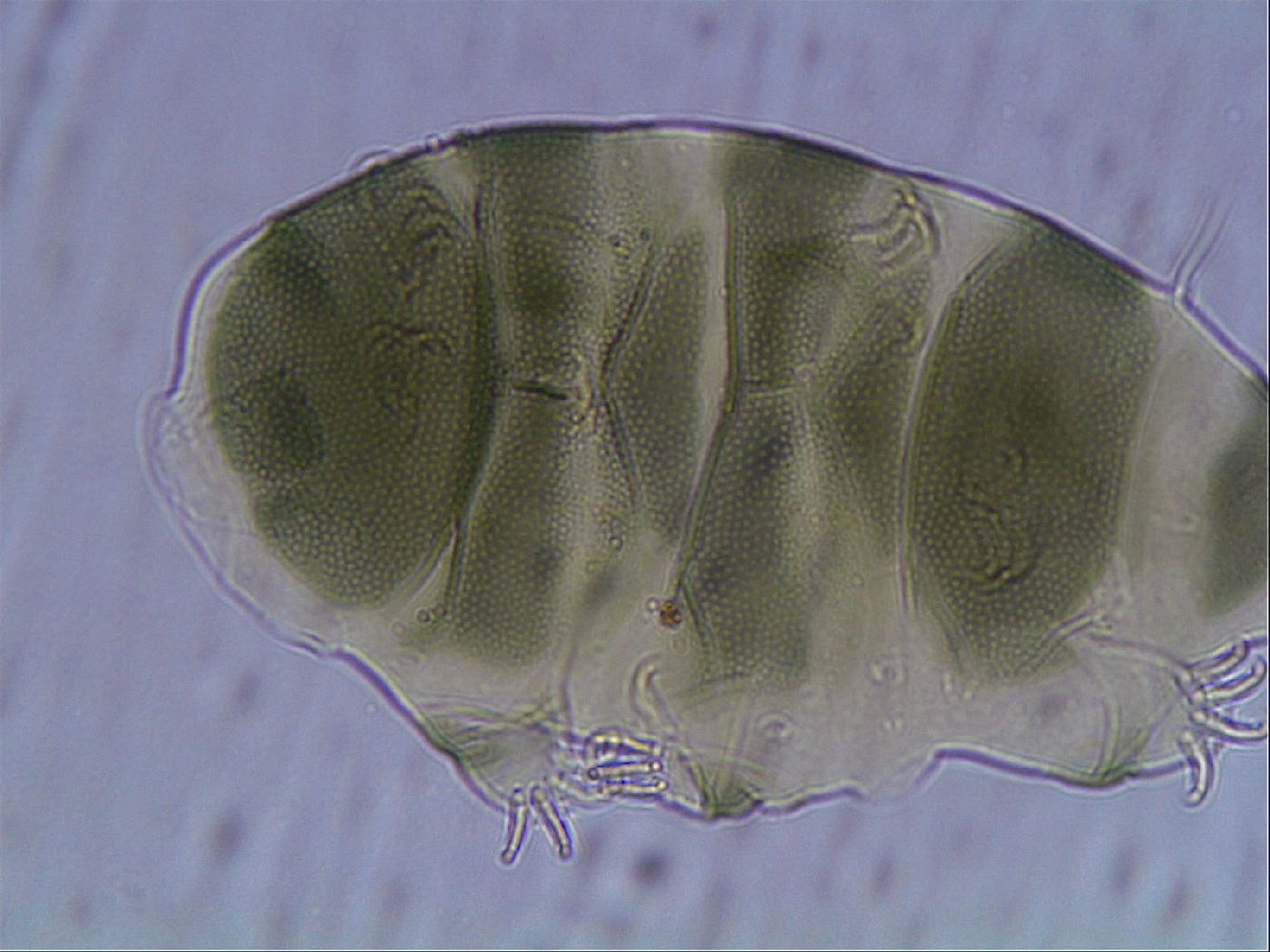 Echiniscus viridis image