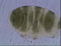 Echiniscus viridis image
