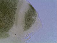 Echiniscus viridis image