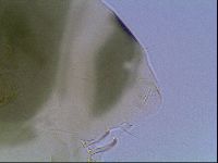 Echiniscus viridis image
