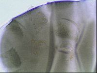 Echiniscus viridis image