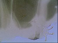 Echiniscus viridis image