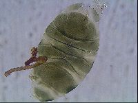 Echiniscus viridis image