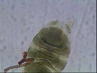 Echiniscus viridis image