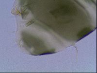 Echiniscus viridis image
