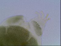 Echiniscus viridis image