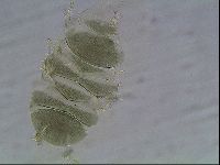 Echiniscus viridis image