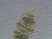 Echiniscus viridis image