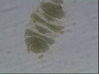 Echiniscus viridis image
