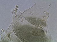 Echiniscus viridis image