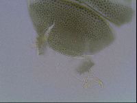 Echiniscus viridis image