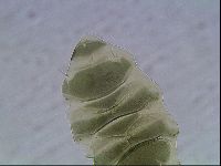 Echiniscus viridis image