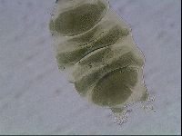 Echiniscus viridis image