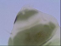 Echiniscus viridis image