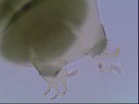 Echiniscus viridis image