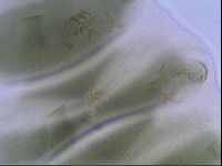 Echiniscus viridis image