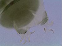 Echiniscus viridis image
