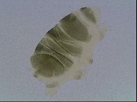 Echiniscus viridis image