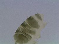 Echiniscus viridis image