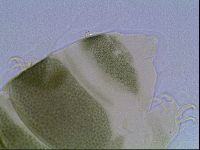Echiniscus viridis image