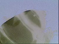 Echiniscus viridis image