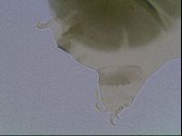 Echiniscus viridis image